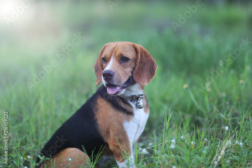Beagle dog sitting down on the green grass.