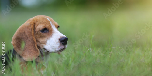 Beagle dog sitting on the green field.