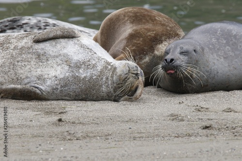 California sea lions and northern elephant seals are seen on Sonoma's Pacific Coast, but Jenner's rookery attracts mostly Pacific harbor seals. Each spring a large sand spit builds up in Jenner