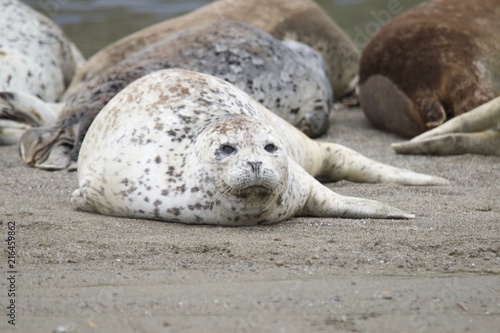 California sea lions and northern elephant seals are seen on Sonoma's Pacific Coast, but Jenner's rookery attracts mostly Pacific harbor seals. Each spring a large sand spit builds up in Jenner.