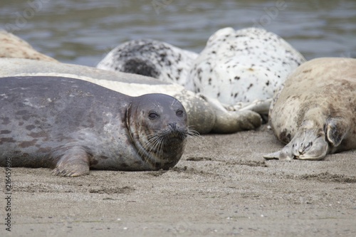 California sea lions and northern elephant seals are seen on Sonoma's Pacific Coast, but Jenner's rookery attracts mostly Pacific harbor seals. Each spring a large sand spit builds up in Jenner. © Alexei