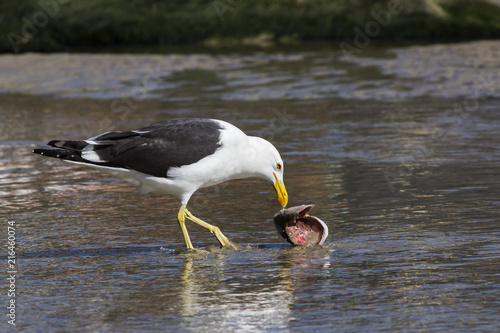 Gaivotão - Larus dominicanus photo