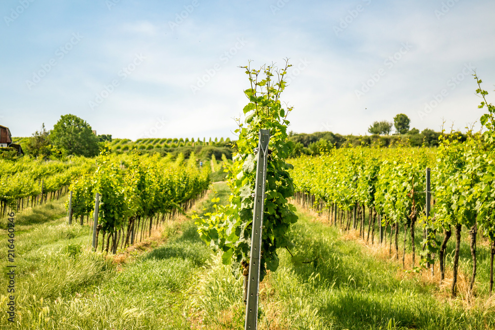 Vineyards of Vienna