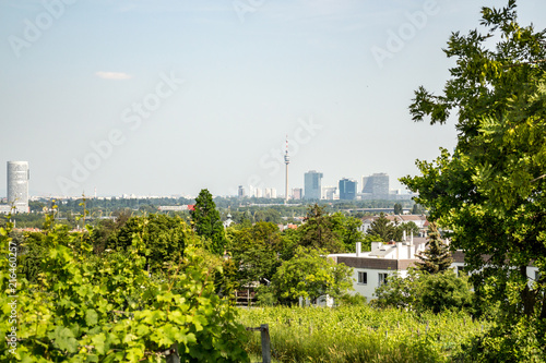 Vineyards of Vienna photo