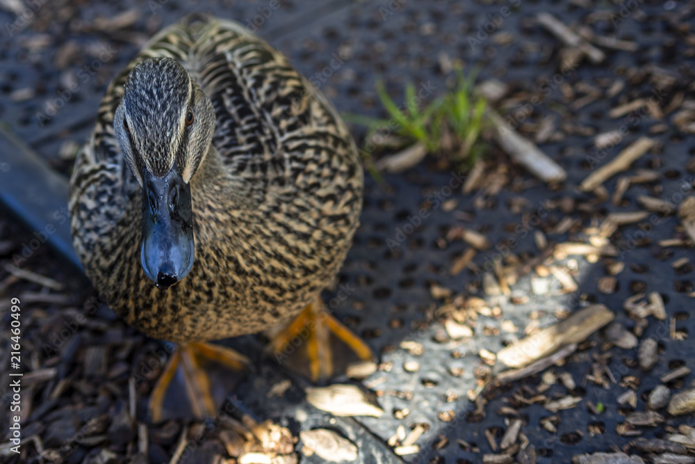 Mallard Hen Portrait Mallard Hen Portrait