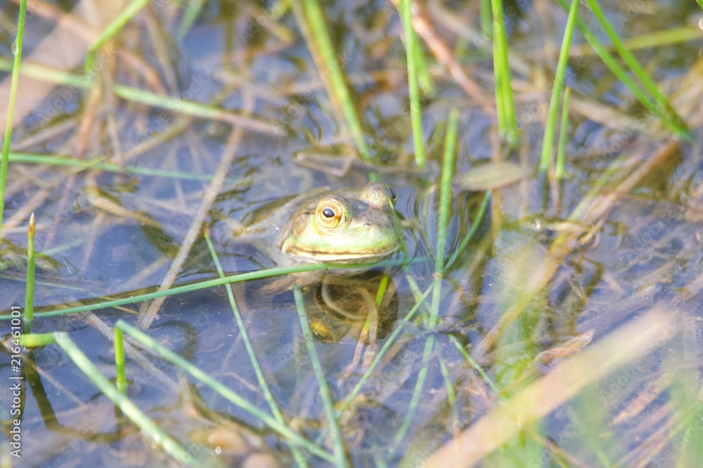 Shiloh Ranch Regional California bullfrog. The park includes oak woodlands, forests of mixed evergreens, ridges with sweeping views of the Santa Rosa Plain, canyons, rolling hills, and a pond. Shiloh Ranch Regional California bullfrog. The park includes oak woodlands, forests of mixed evergreens, ridges with sweeping views of the Santa Rosa Plain, canyons, rolling hills, and a pond.