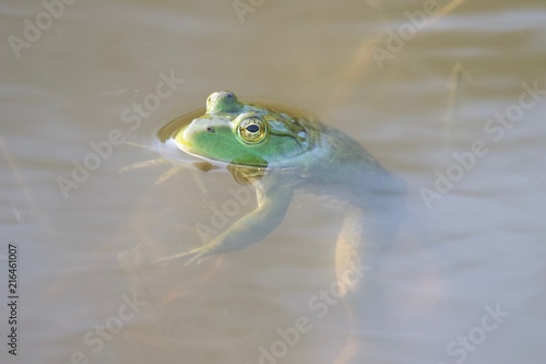 Shiloh Ranch Regional California bullfrog. The park includes oak woodlands, forests of mixed evergreens, ridges with sweeping views of the Santa Rosa Plain, canyons, rolling hills, and a pond. 