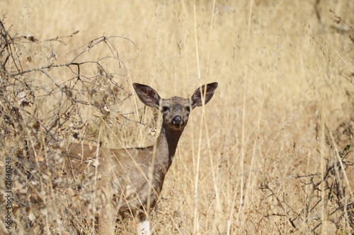 Shiloh Ranch Regional California deer.  The park includes oak woodlands, forests of mixed evergreens, ridges with sweeping views of the Santa Rosa Plain, canyons, rolling hills, a shaded creek photo