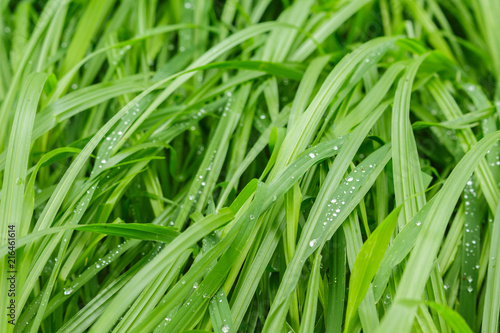 water drop on green grass in the rain texture nature background
