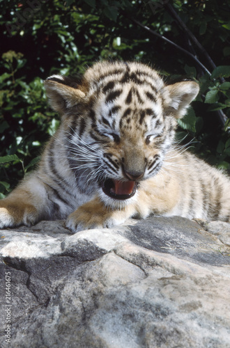 Tiger cub on rock with mouth open