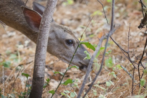 Shiloh Ranch Regional California deer.  The park includes oak woodlands, forests of mixed evergreens, ridges with sweeping views of the Santa Rosa Plain, canyons, rolling hills, a shaded creek photo