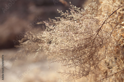 yellow grass in winter