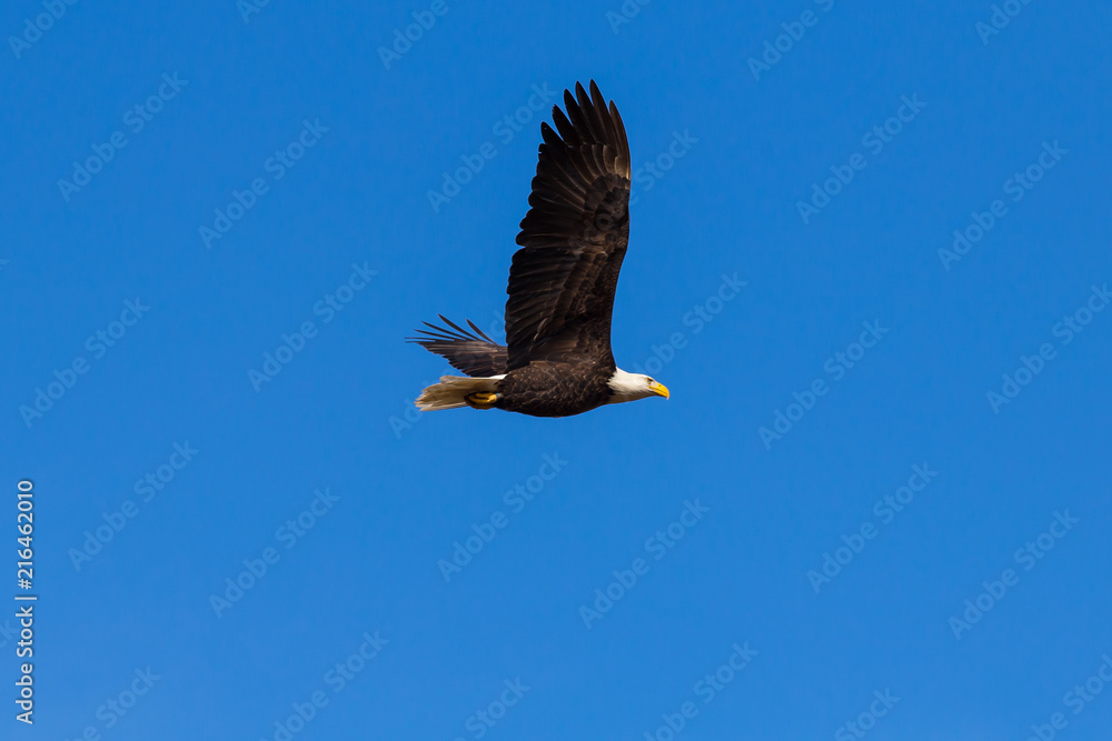 Obraz premium Eagle In Flight