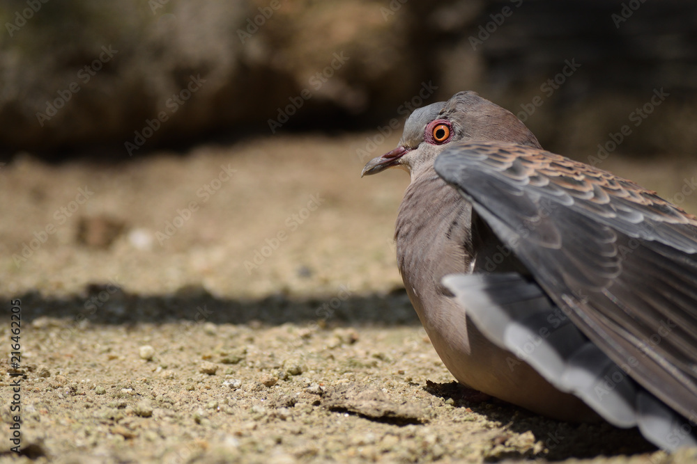 Obraz premium ハト