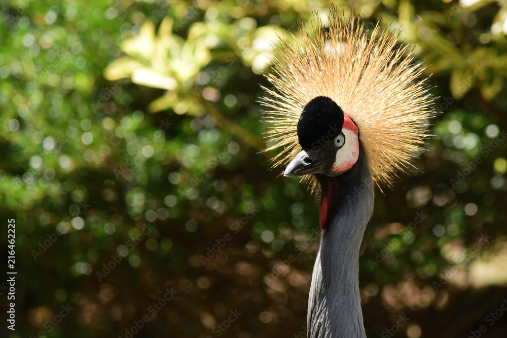 ホオジロカンムリヅル Stock Photo Adobe Stock