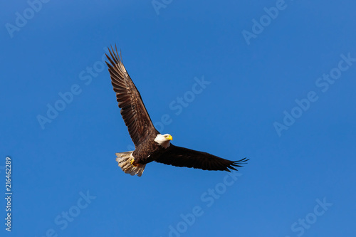Eagle In Flight In Northern NH