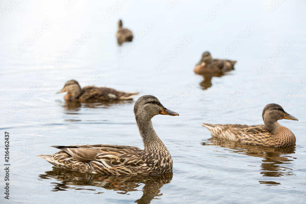 Mother duck and her ducklings in a lake Mother duck and her ducklings in a lake