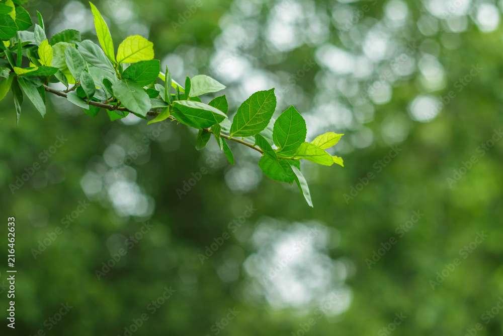 green leaf branch on green blur background. green leaf branch on green blur background.