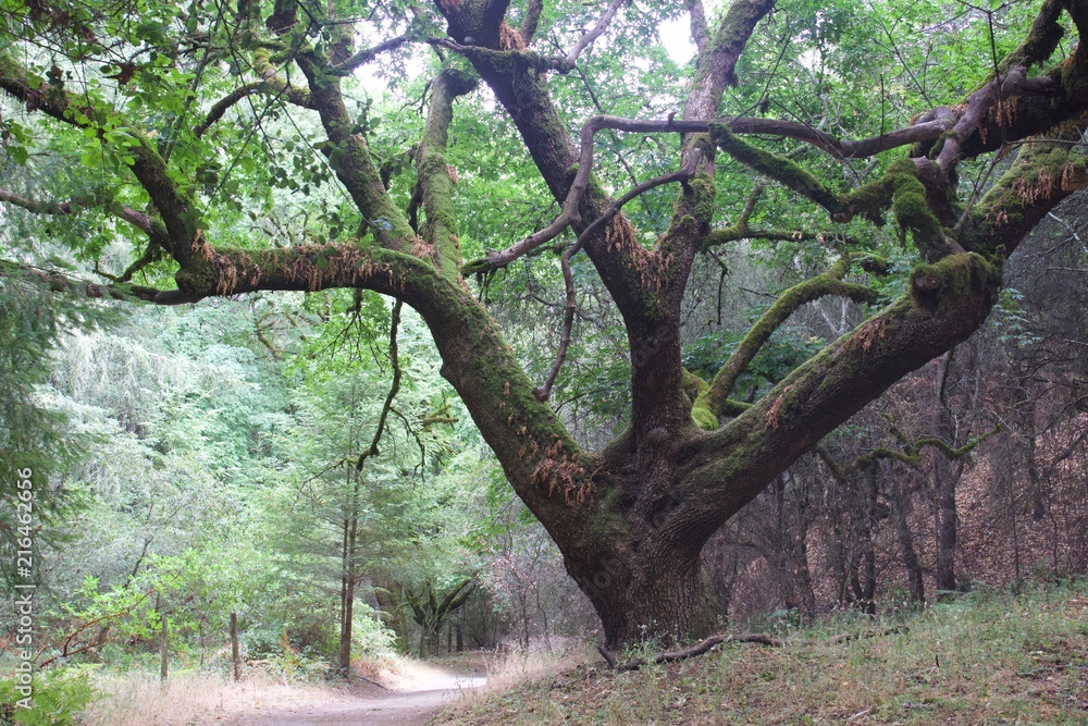 Shiloh Ranch Regional Park, California Shiloh Ranch Regional Park, California