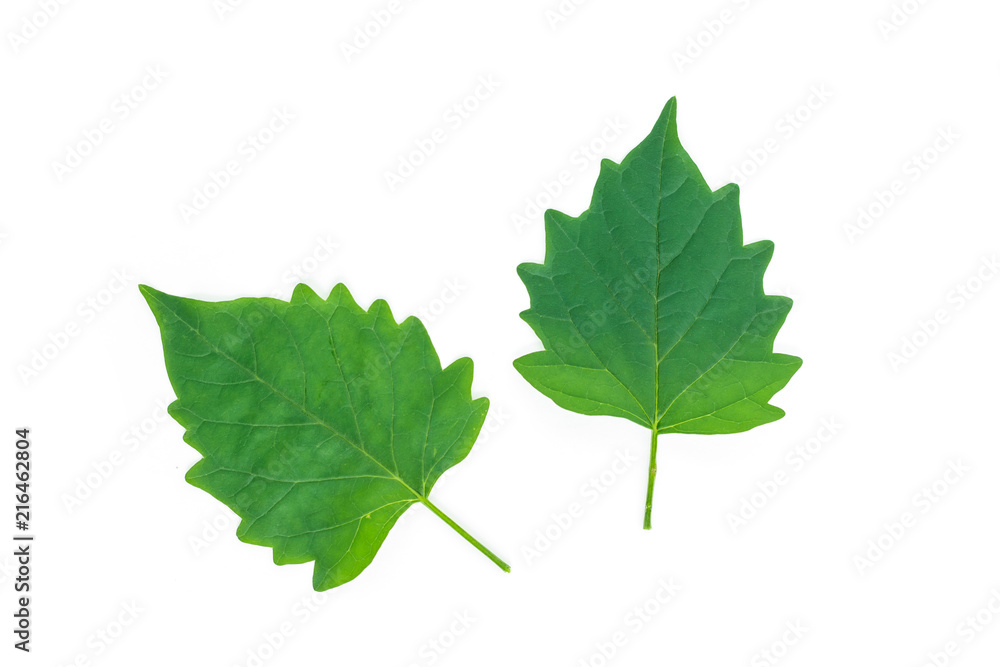 green leaf texture on white background. green leaf texture on white background.