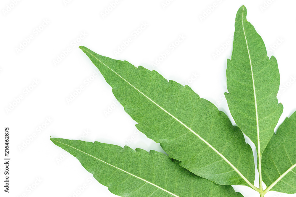 green leaf texture on white background. green leaf texture on white background.