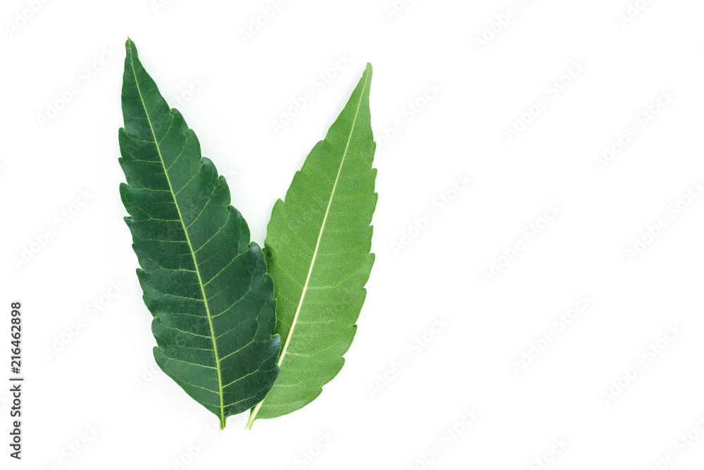 green leaf texture on white background. green leaf texture on white background.
