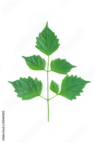 green leaf texture on white background.