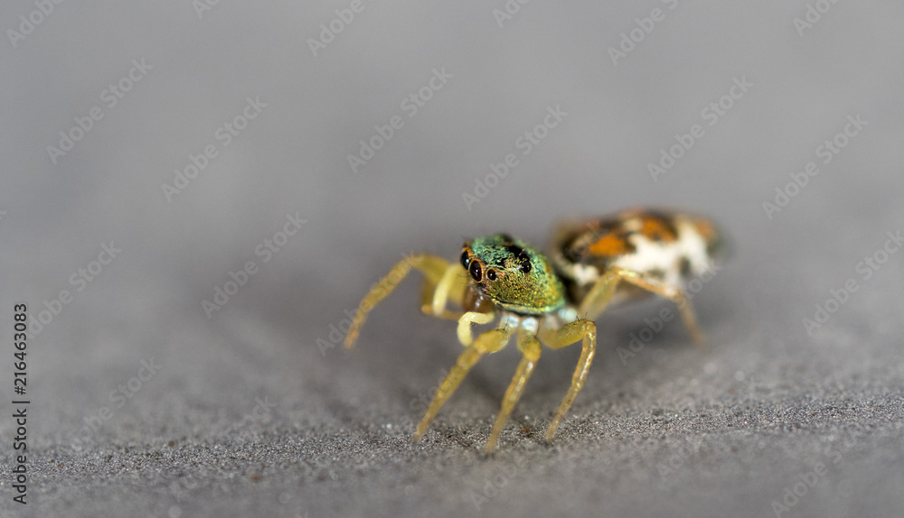 small beautiful spider on a gray car in garage small beautiful spider on a gray car in garage