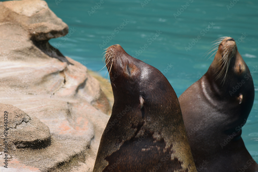 Obraz premium カリフォルニアアシカ