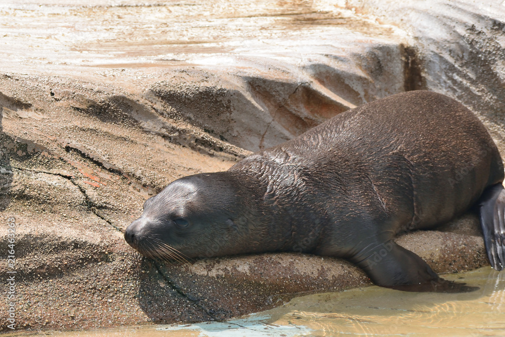 Obraz premium カリフォルニアアシカ