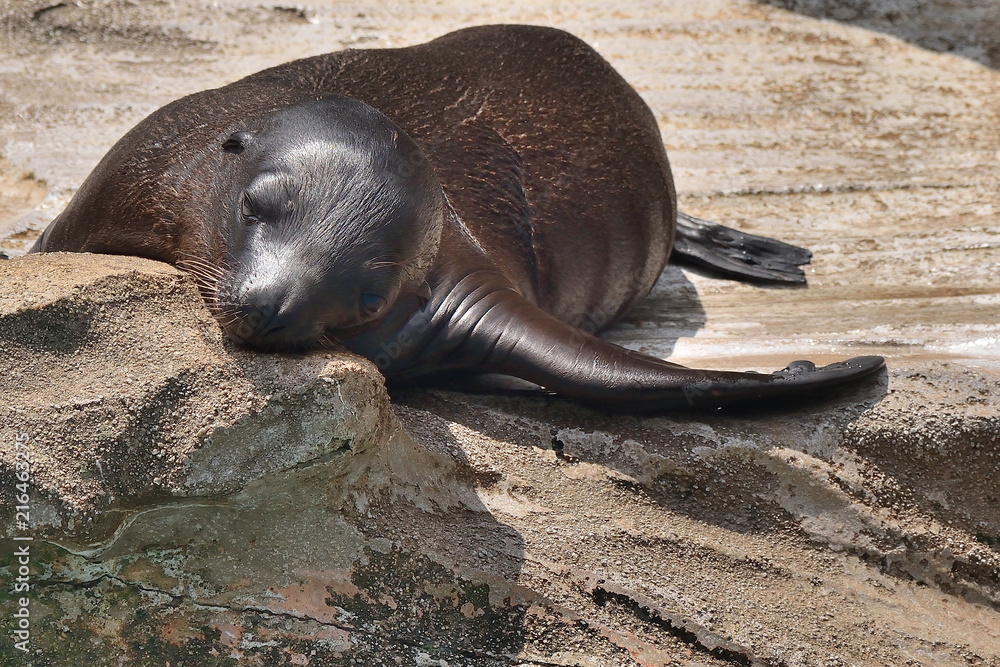 Obraz premium カリフォルニアアシカ