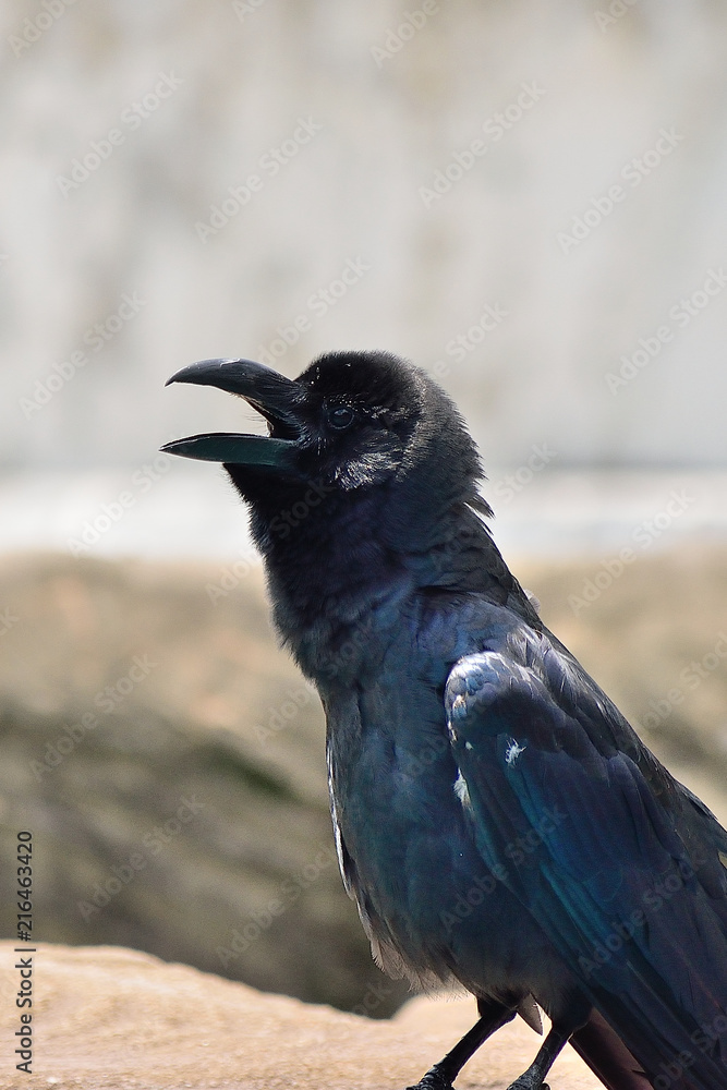 カラス カラス