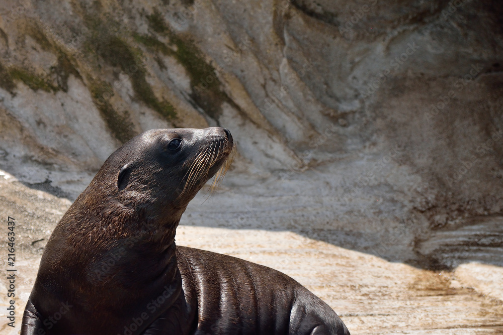 Obraz premium カリフォルニアアシカ