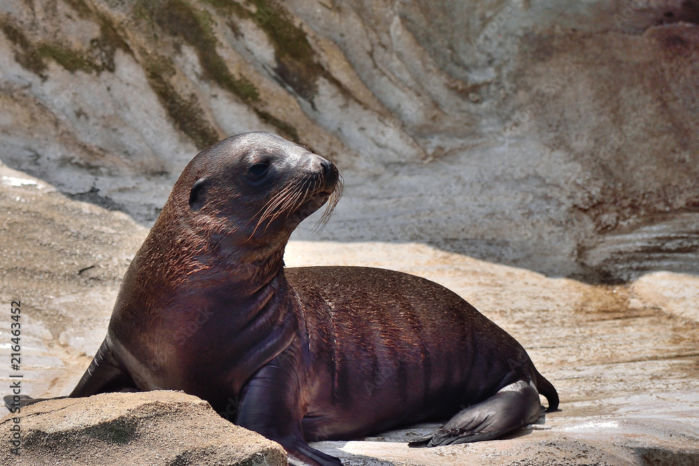 Obraz premium カリフォルニアアシカ