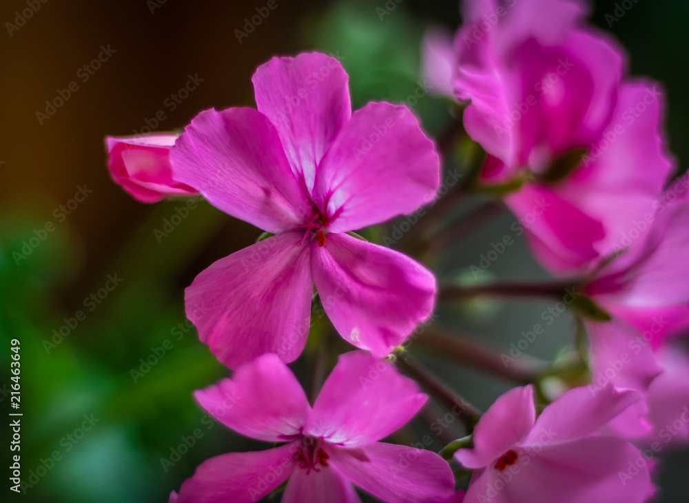 Fototapeta premium Pink