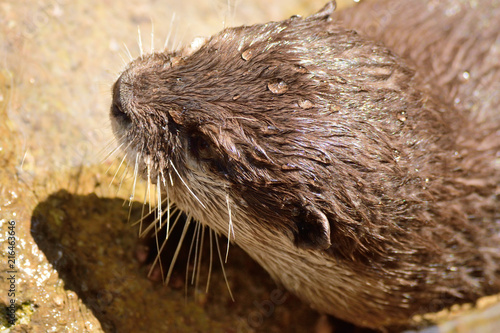 コツメカワウソ