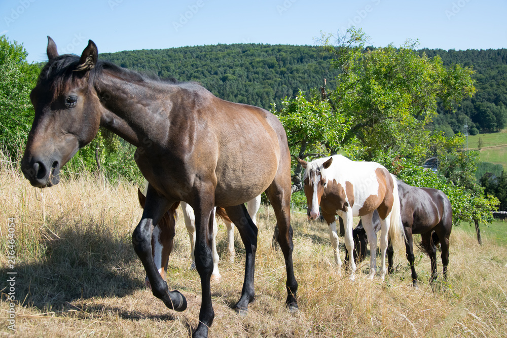 white brown and black horses white brown and black horses