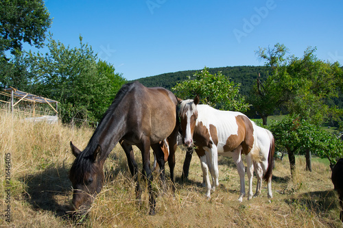 white brown and black horses © Reinhold