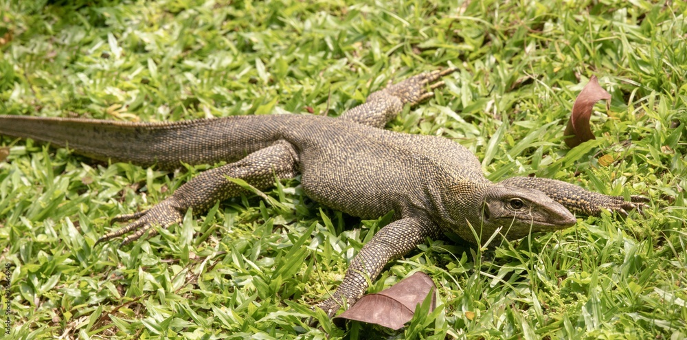 Fototapeta premium Varanus Nebulos nimmt ein Sonnenbad ent