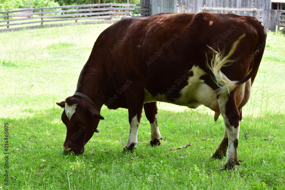 Obraz premium Cow grazing