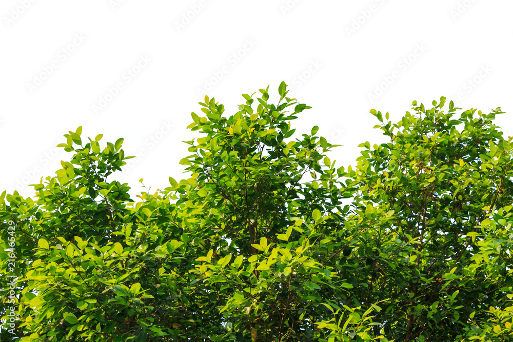 frame or border leaf green tree on white background. frame or border leaf green tree on white background.
