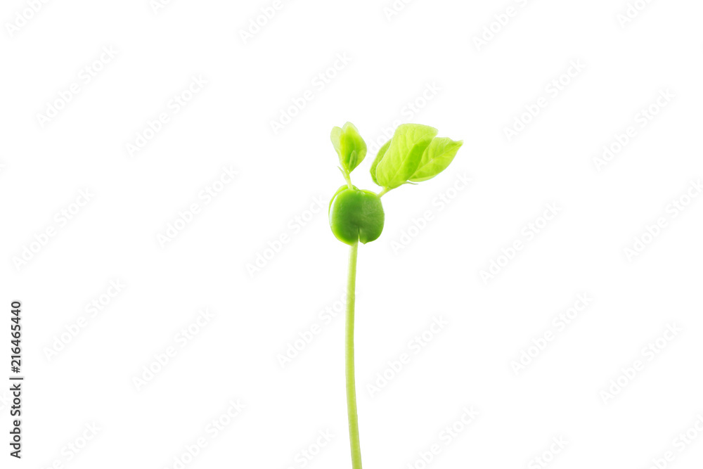 seed germination growth on white background. seed germination growth on white background.