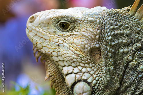 Iguana