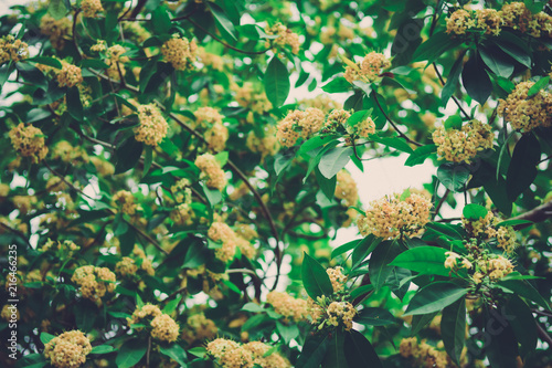 Beautiful yellow Tembusu flowers bloomig (Fagraea fragrans Roxb) photo