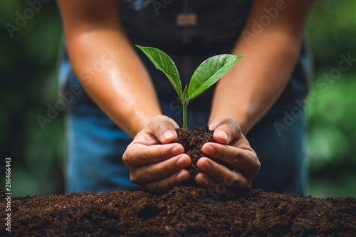 Foto Young tree Tree Planting Tree care Watering a tree in nature