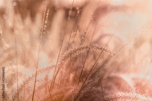 Close-up Water drops on flowers grass and sunrise background in the morning Vintage tone.Colorful spring tone