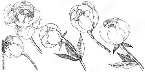 Peony in a vector style isolated. Full name of the plant: peony. Vector flower for background, texture, wrapper pattern, frame or border.