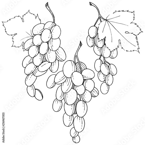 Grape healthy food in a vector style isolated. Full name of the fruit: grape. Vector wild fruit for background, texture, wrapper pattern or menu.