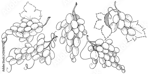 Grape healthy food in a vector style isolated. Full name of the fruit: grape. Vector wild fruit for background, texture, wrapper pattern or menu.