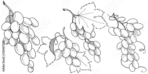 Grape healthy food in a vector style isolated. Full name of the fruit: grape. Vector wild fruit for background, texture, wrapper pattern or menu.